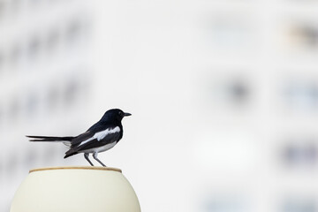 Small magpie bird with black and white feathers is perching on outdoor lamp with blurred building in the background in the city.