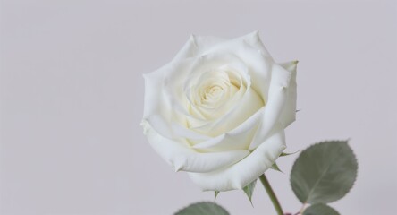 Close-up of White Rose with Green Leaves on Light Background