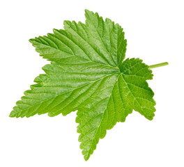 Leaves currant on the white background. Leaves currant collection isolated clipping path