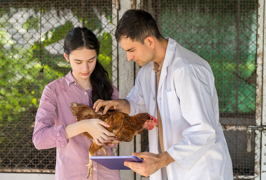 Young female student learning about poultry care. She holds a chicken as she listens to a friendly veterinarian explain animal health practices. Agricultural education, rural farming.