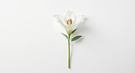 Single White Flower with Stem on Clean Background
