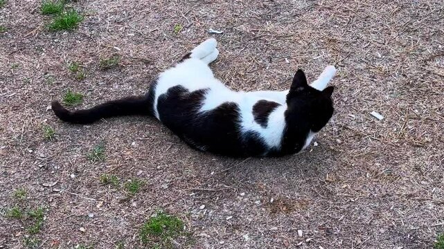 A black and white cat crouches alertly on dry, patchy grass. Perfect for pet themes, nature stories, or urban wildlife content.