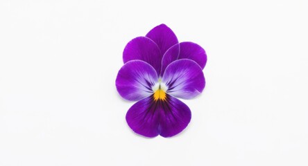 Obraz premium Purple Flower Viola on White Background Simple Still Life