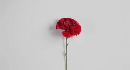 Single Red Carnation Flower on Plain Background
