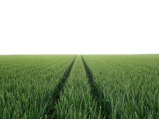 Fototapeta premium Vast Green Field with Tractor Tracks, Agricultural Landscape, Nature Photography