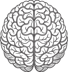 Detailed human brain anatomy drawing black white illustration
