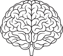 Detailed line drawing of a human brain for neurology studies
