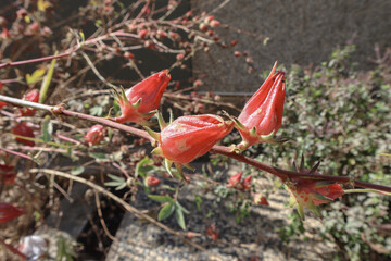 Indian Sorrel vegetable plant blooming red roselle plant in backyard