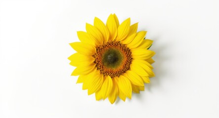 Fototapeta premium Single Sunflower Blossom with Bright Yellow Petals on White