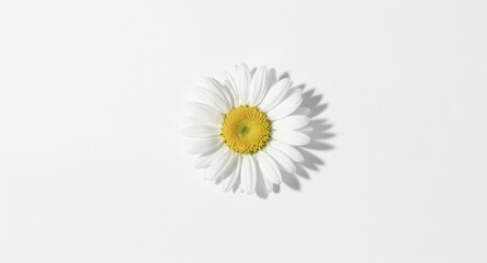 Isolated Daisy Flower with White Petals on White Background
