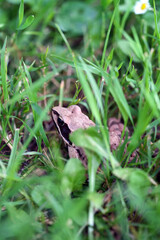 frog in the grass