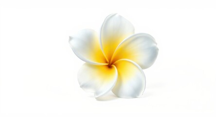 Fototapeta premium Single Tropical Flower Blossom on White Background Close Up