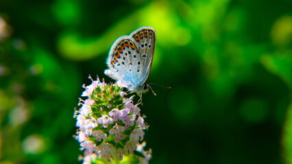 butterfly on leaf