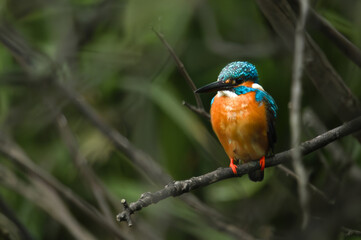 Colorful Kingfisher Bird