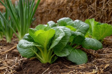 Bright green bok choy plants grow in dark soil surrounded by straw mulch against a backdrop of onions and a hay bale