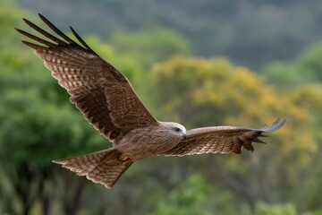 Obraz premium Brown black kite soars wings spread wide against blurred green trees demonstrating flight