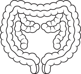 Human large intestine anatomy illustration medical diagram healthcare science education