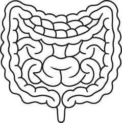 Detailed line drawing of human digestive system anatomy illustration