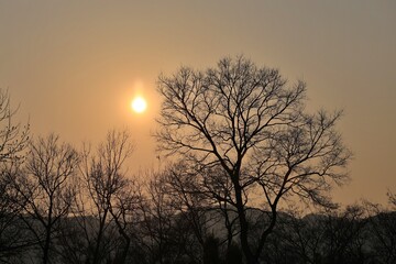 Naklejka premium 석양과 나무, 실루엣