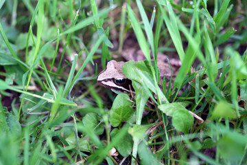 frog in the forest