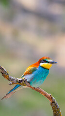Bee-eater, Merops apiaster, Mediterranean Forest, Castilla y Leon, Spain, Europe