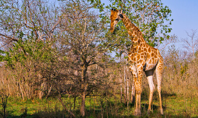 Giraffe, Giraffa camelopardalis, Kruger National Park, Mpumalanga, South Africa, Africa