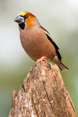 Hawfinch, Coccothraustes occothraustes, Mediterranean Forest, Castilla y Leon, Spain, Europe
