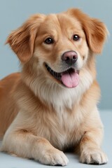 Smiling Golden Retriever Dog Portrait on Light Blue Backdrop, Ideal for Pet Adoption Campaigns and Veterinary Services : Generative AI
