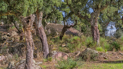 Protected Landscape Monte Valcorchero y Sierra del Gordo, UICN, Plasencia, Cáceres, Extremadura, Spain, Europe