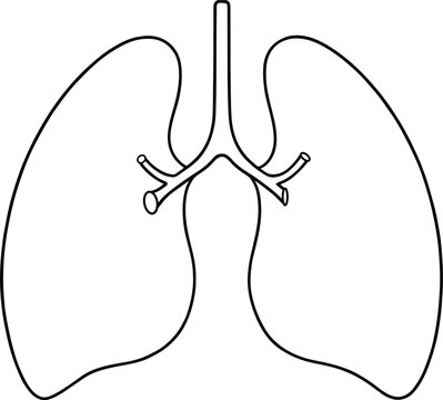 Human lungs line drawing medical anatomy illustration respiratory system diagram