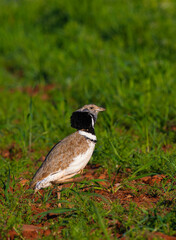 Little Bustard, Bustard, Tetrax tetrax, Mediterranean Forest, Castilla La Mancha, Spain, Europe