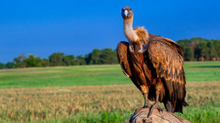 Eurasian Griffon Vulture, Gyps fulvus, Agricultural Fields, Castilla y Leon, Spain, Europe