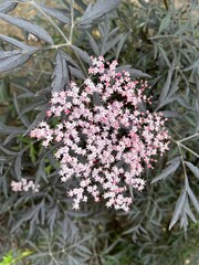 Macro photo of Sambucus nigra in bloom, commonly known as Common Elder, showcasing its delicate white blossoms against a rich backdrop of dark green foliage.