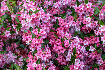 Weigela is a decorative flowering shrub. Blooming pink veigela in the garden. Ornamental shrub with beautiful pink flowers.