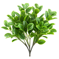 Obraz premium Lush Green Plant Bush vibrant foliage nature greenery leaves stems