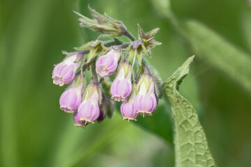 Comfrey (Symphytum officinale), flowers of a plant used in organic medicine