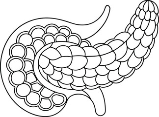 Intricate pancreas drawing outline medical illustration anatomy sketch