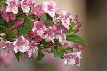 Obraz premium Weigela is a decorative flowering shrub. Blooming pink veigela in the garden. Ornamental shrub with beautiful pink flowers.