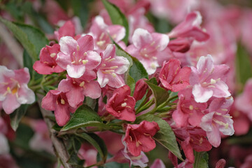 Weigela is a decorative flowering shrub. Blooming pink veigela in the garden. Ornamental shrub with beautiful pink flowers.