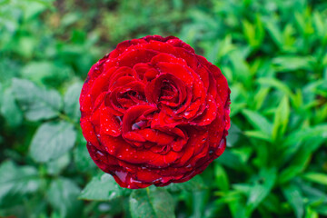 Summer flowers after the rain