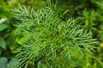 Summer flowers after the rain
