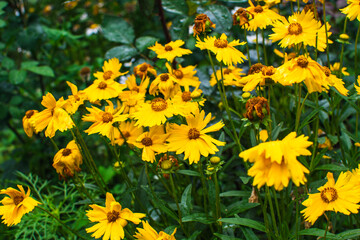 Summer flowers after the rain