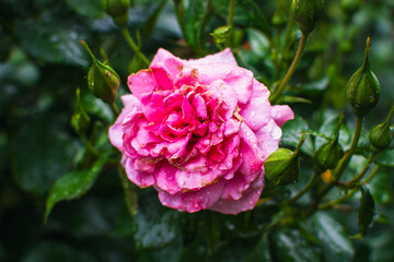 Summer flowers after the rain