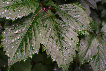 Summer flowers after the rain