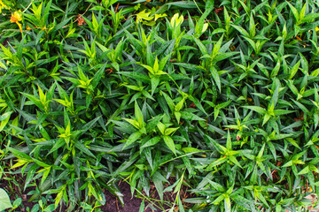 Summer flowers after the rain