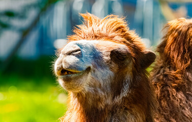 Fototapeta premium Camelus ferus, wild bactrian camel, on a sunny spring day