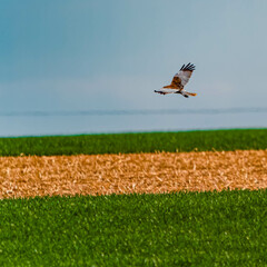 Circus aeruginosus, western marsh harrier, hunting above fields on a sunny spring day