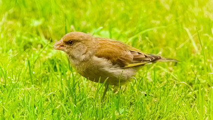 Chloris chloris, European greenfinch, on a sunny spring day