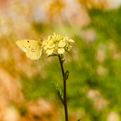 Colias croceus, clouded yellow butterfly, on a sunny spring day
