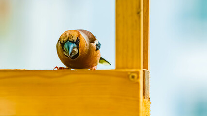 Coccothraustes coccothraustes, hawfinch, at a bird feeder on a sunny spring day